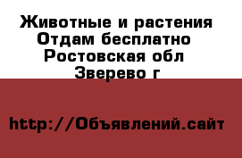 Животные и растения Отдам бесплатно. Ростовская обл.,Зверево г.